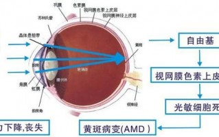 测眼睛度数怎么看，测眼睛度数怎么看报告